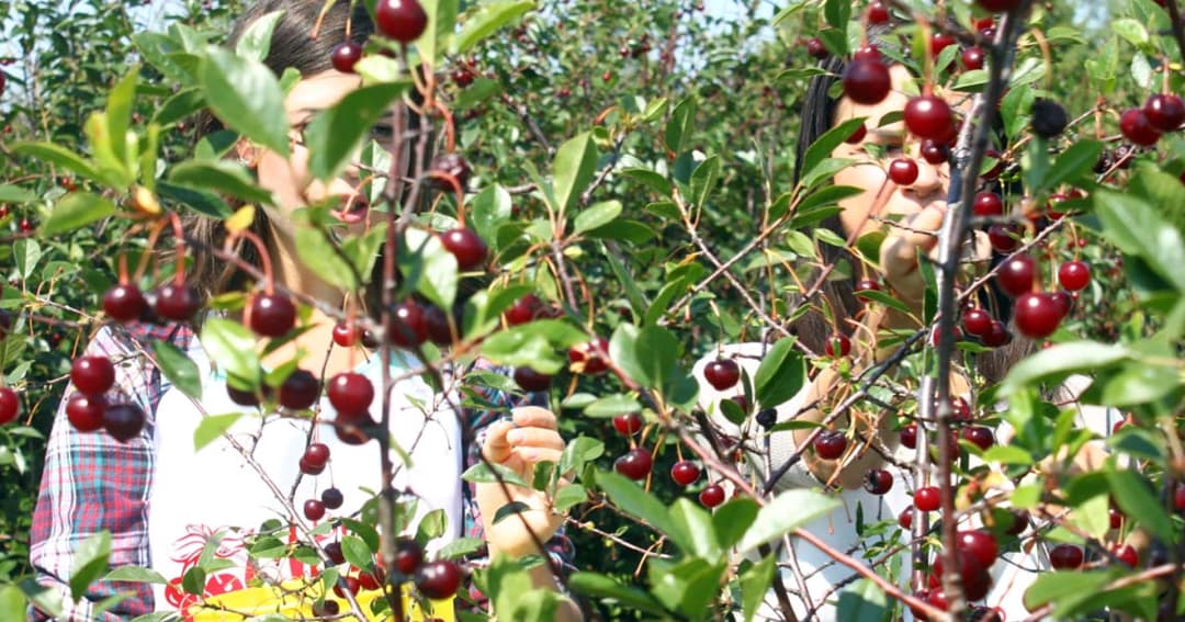 Community Sour Cherry U-Pick